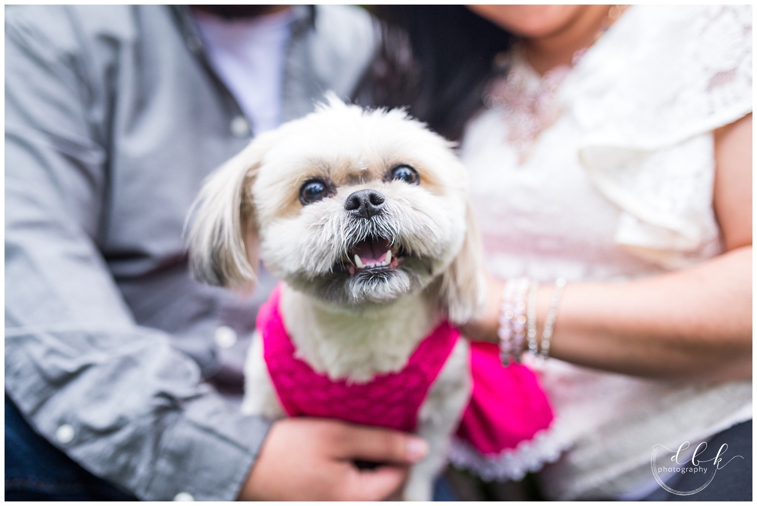 dog wearing a pink dress for spring engagement pictures