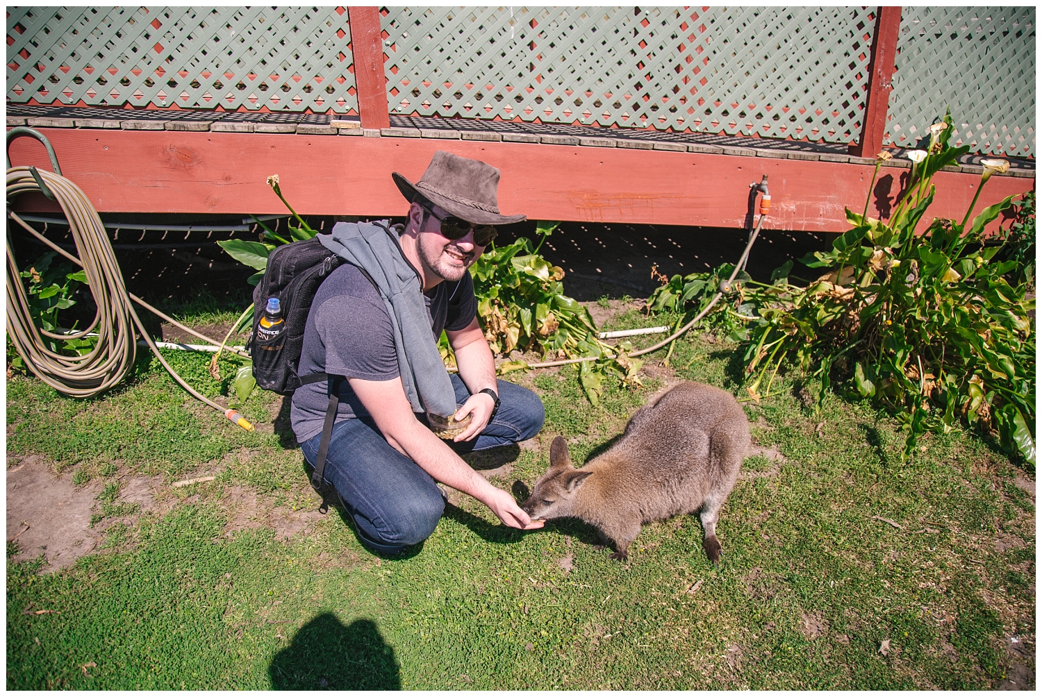 Maru Koala and Animal Park on Phillip Island | 3 Days in Melbourne, Australia