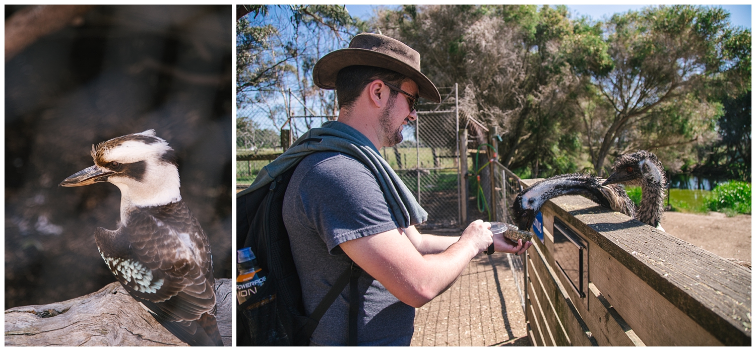 Maru Koala and Animal Park on Phillip Island | 3 Days in Melbourne, Australia