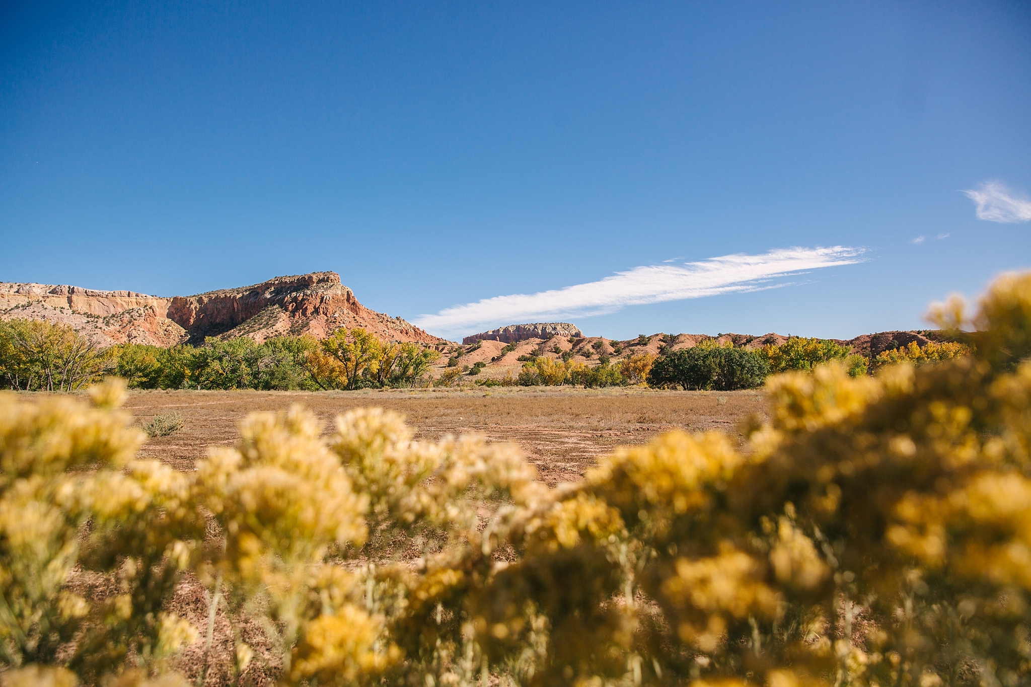 red rocks peeking out from behind chamisa blooms in the fall at Ghost Ranch New Mexico
