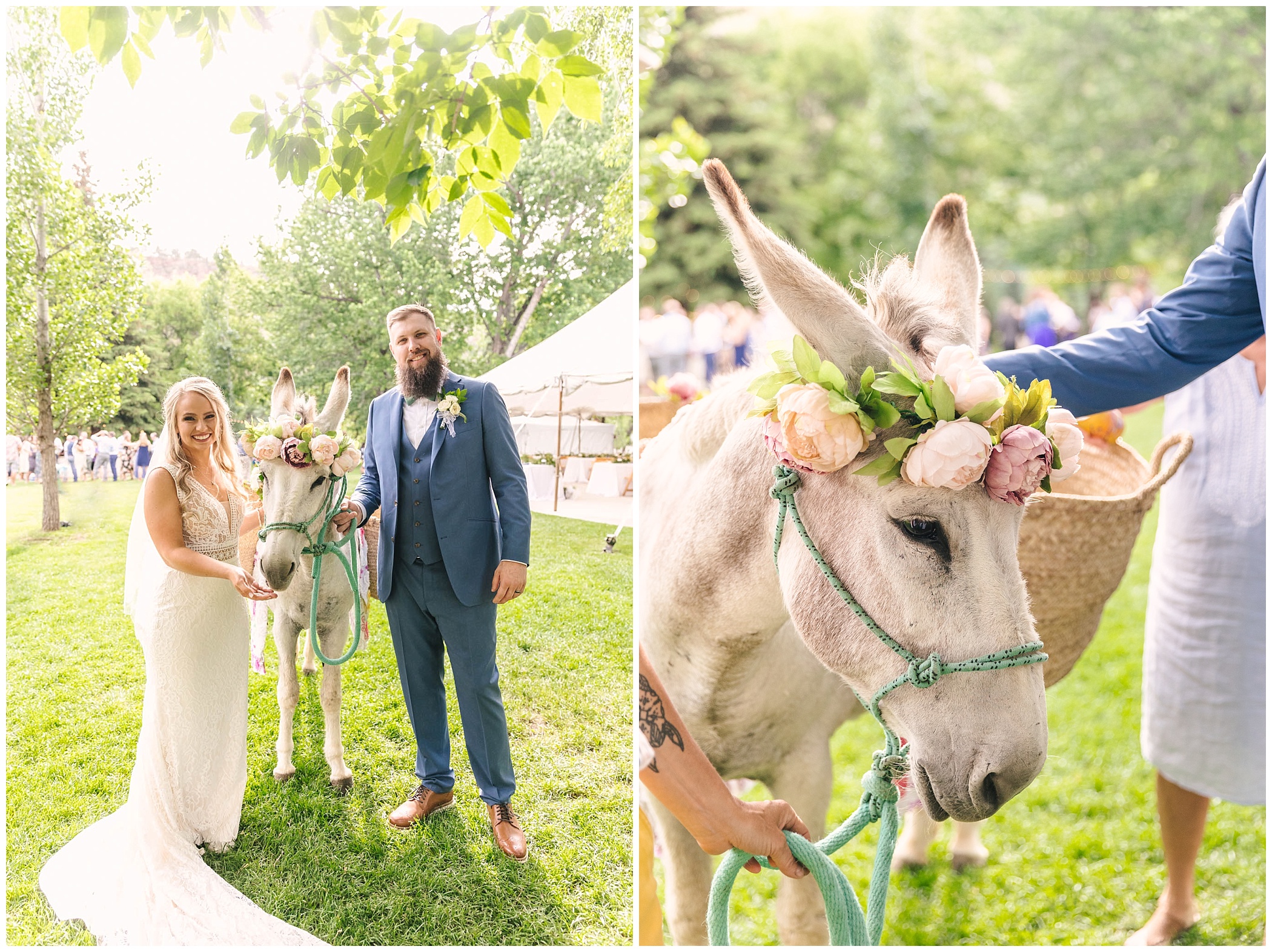 Betty the Beverage Burro with the bride and groom at River Bend wedding at Lyons Farmette