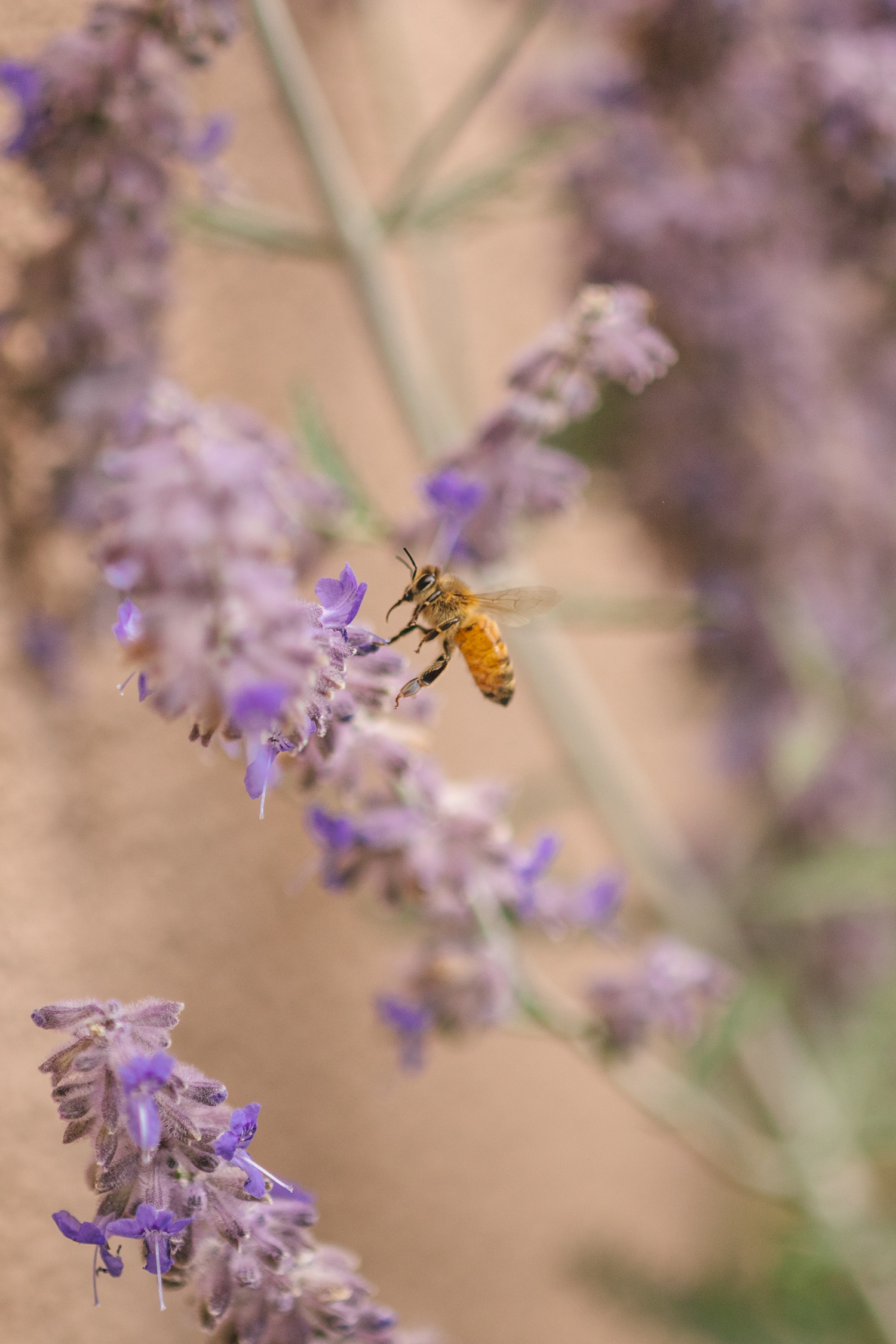 honey bee in purple sage blooms