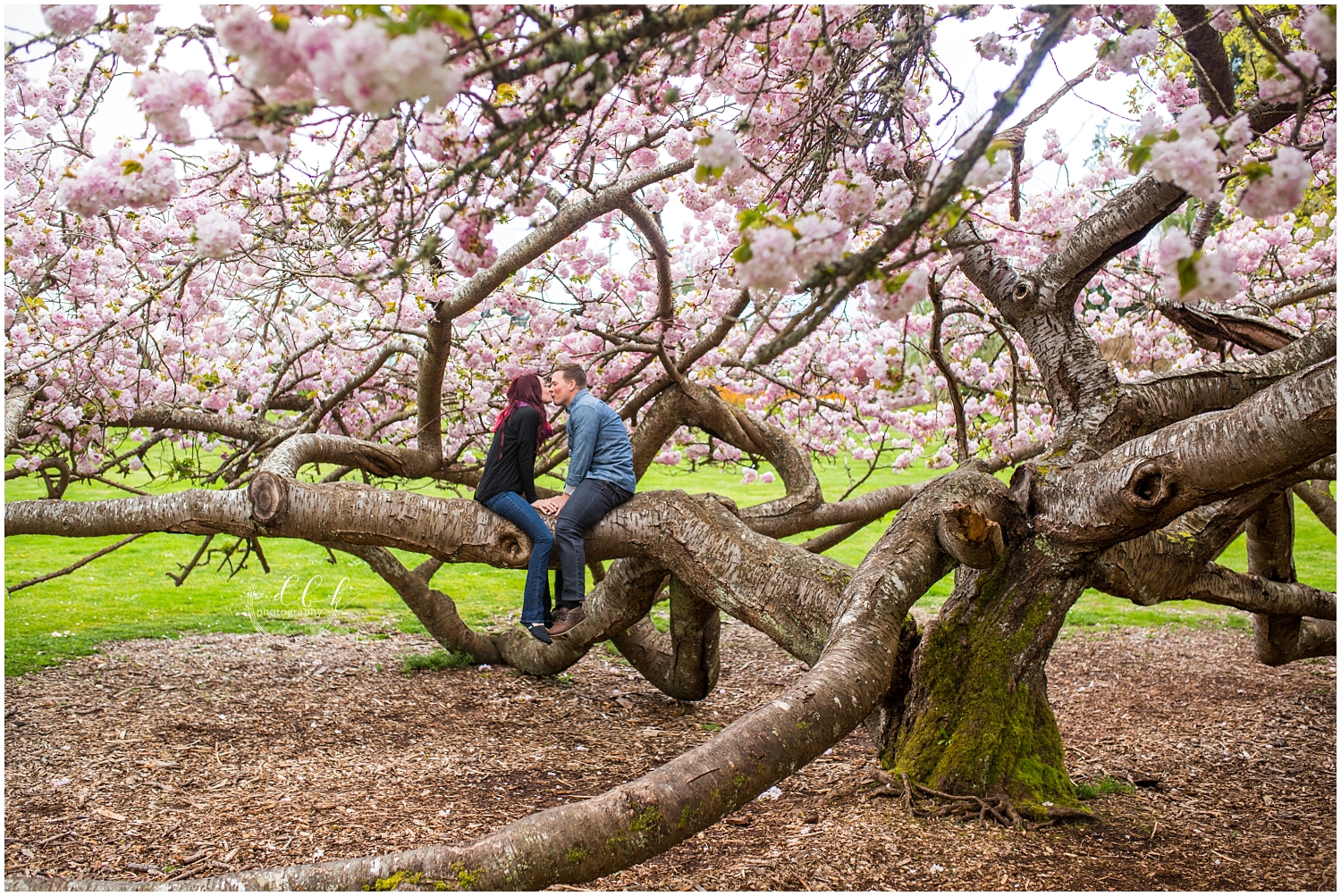 engaged couple kissing in cherry tree at Point Defiance Park