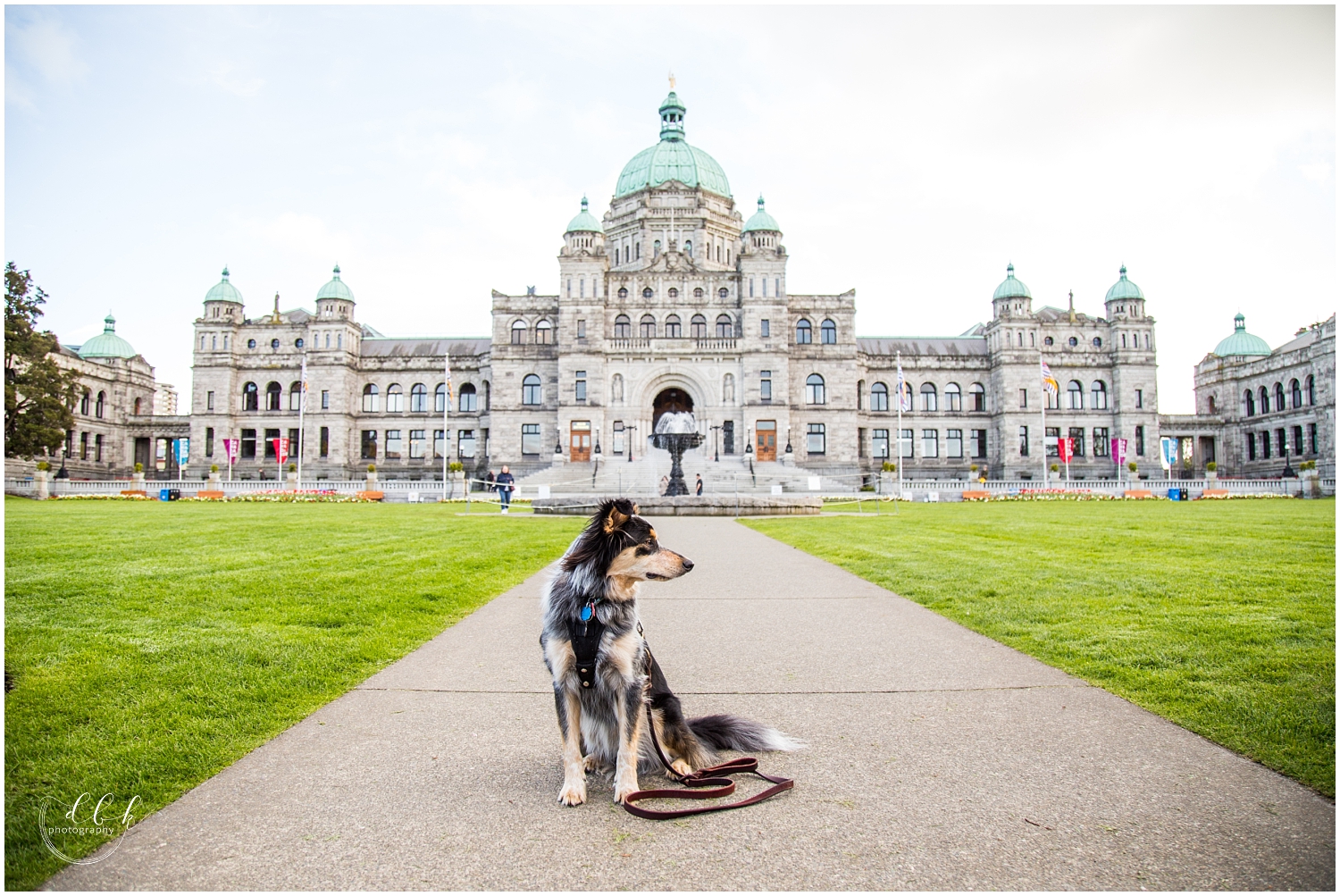 Aussie mix dog posing in front of British Columbia Parliament building in Victoria, BC